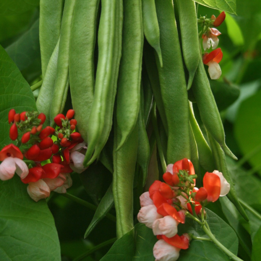 Runner Bean Painted Lady